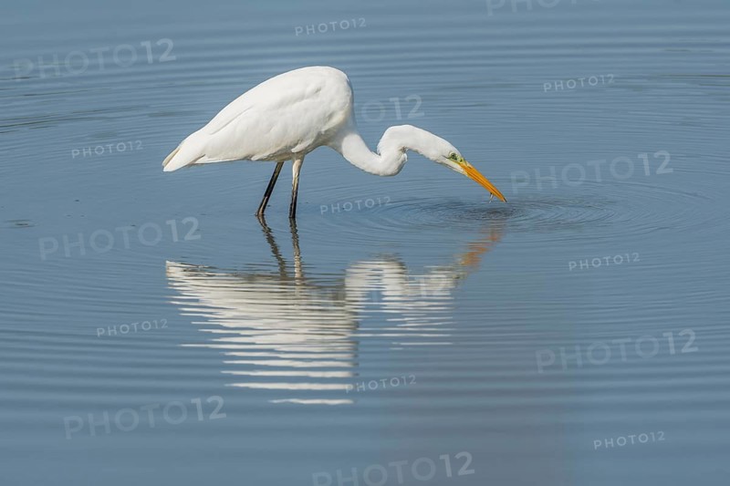 Great egret (Ardea alba) searching for fish. Bas Rhin, Alsace, France, Europe