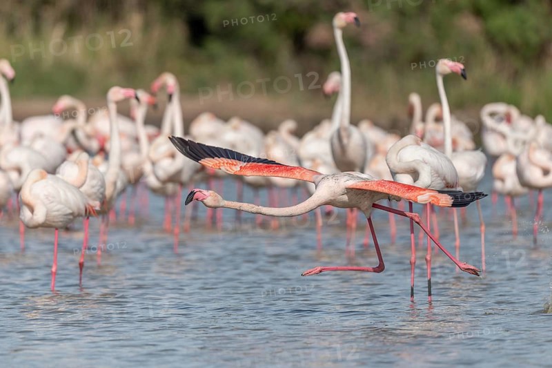 Flamingo (Phoenicopterus roseus) taking off from a pond. Saintes Maries de la Mer, Parc naturel regional de Camargue, Arles, Provence Alpes Cote d'Azur, France, Europe
