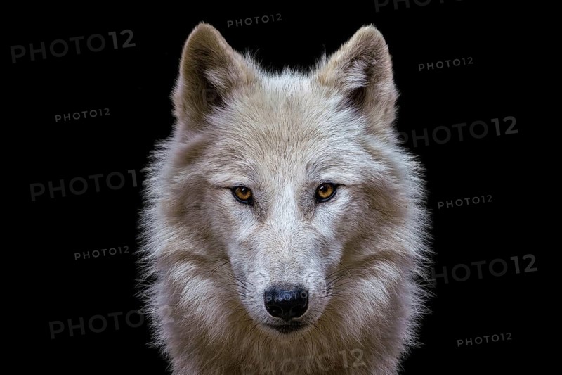 Portrait of arctic wolf isolated on black background. Polar wolf