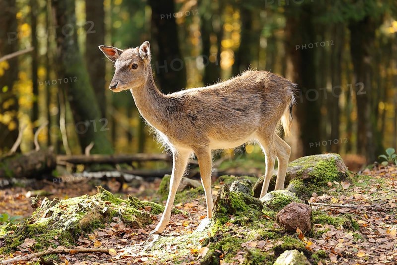Small deer standing in a clearing in the sun