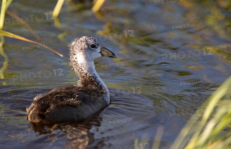 Coot Waterhen Babies in pond in Saskatchewan Canada