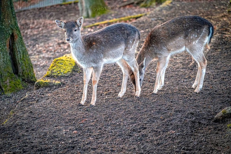 Two  European fallow deer (Dama dama) standing quietly next to each other in the forest, Eisenberg, Thuringia, Germany, Europe