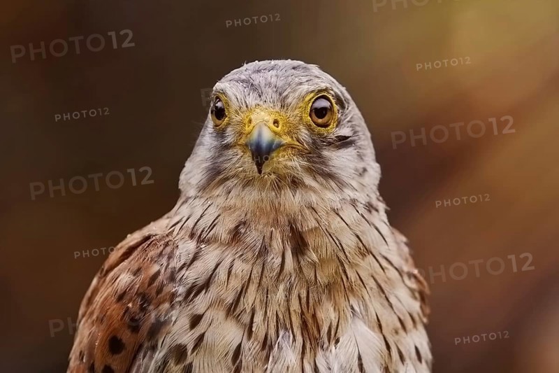 Portrait of Common Kestrel (Falco Tinnunculus) Obermaiselstein, Germany, Europe
