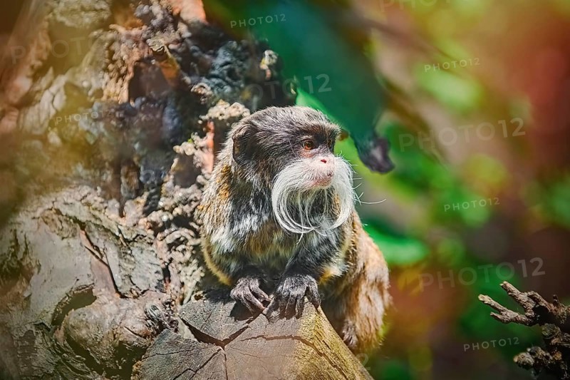 Emperor Tamarin (Saguinus Imperator) on the Log Nyiregyhaza, Hungary, Europe