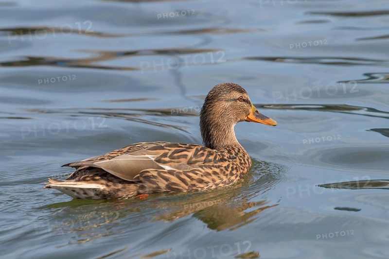 Wild duck Mallard Anas platyrhynchos. Female Duck