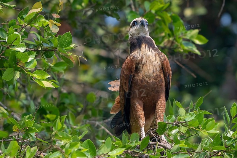 Fish Buzzard (Busarellus nigricollis), Pantanal, inland, wetland, UNESCO Biosphere Reserve, World Heritage Site, wetland biotope, Mato Grosso, Brazil, South America