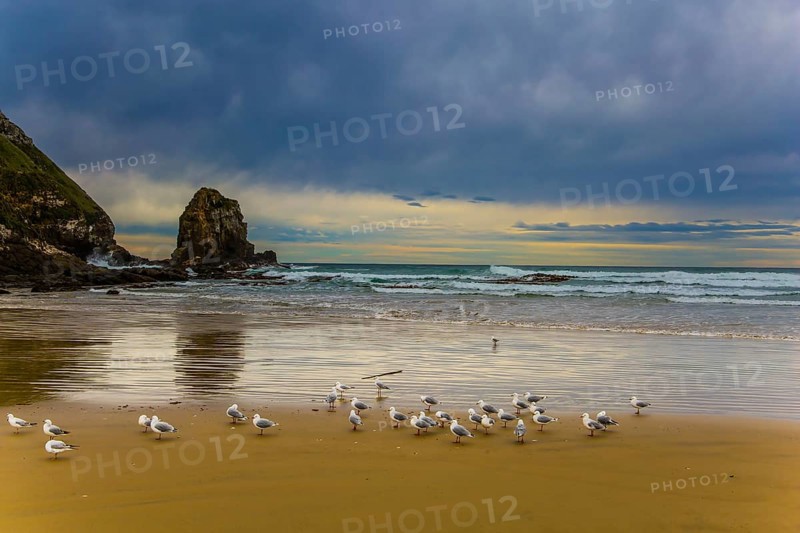 Flock of cormorants resting on the beach. Cannibal Bay on the South Island, New Zealand. Wide beach with white sand and blue-green water. The concept of ecological, active and phototourism