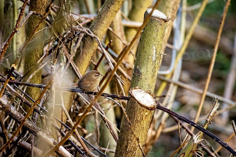 Small bird on cut branches surrounded by tree trunks in a natural environment, the wren (Troglodytes troglodytes)