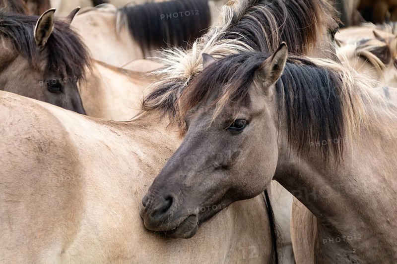 The Dülmen horses live wild near Dülmen, in the Merfelder Bruch nature reserve in North Rhine-Westphalia. The eel line on their backs is a typical feature of these wild horses. Wild live the Dülmen horses near Dülmen, in the nature reserve Merfelder Bruch, North Rhine-Westphalia. A characteristic feature of the wilds is the eel on the back