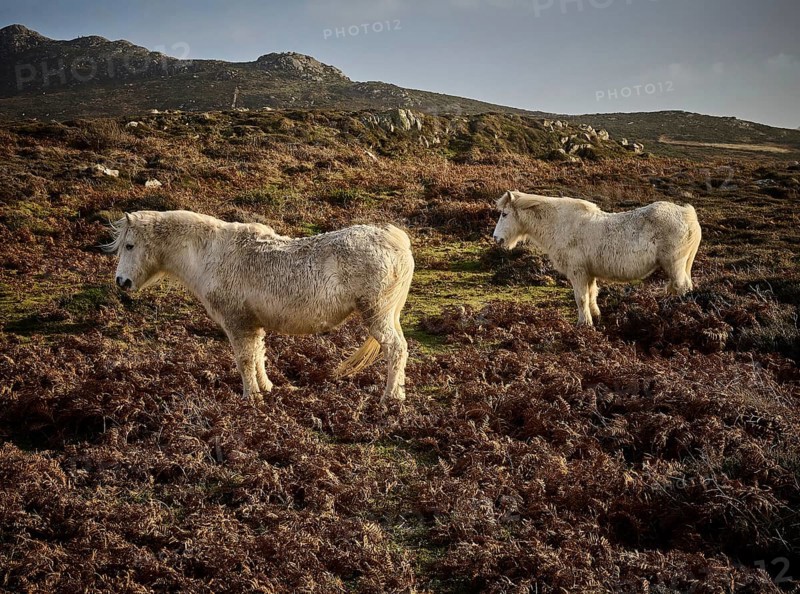 Wild horses can be seen throughout the seasons near to the Carn Llidi peak