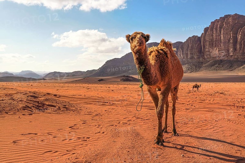 Two camels, large animal in foreground, walking on orange red sand of Wadi Rum desert, mountains background, Wadi Rum, Jordan, Asia