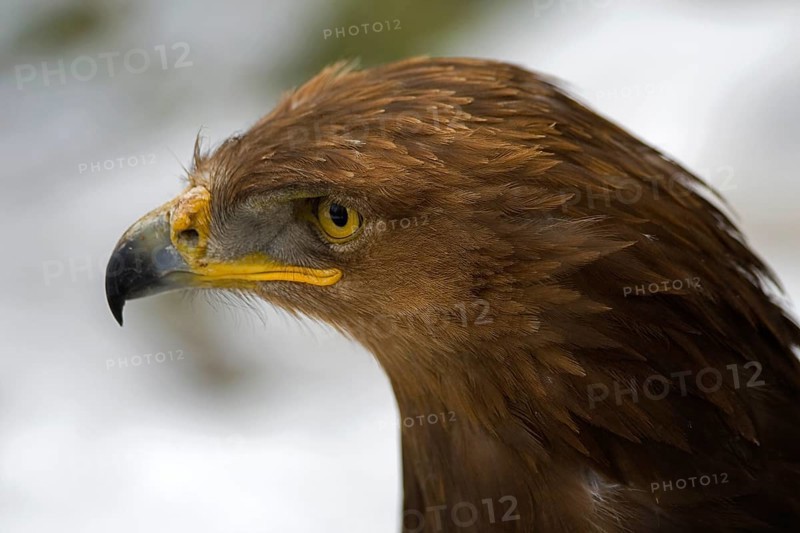 Eagle portrait