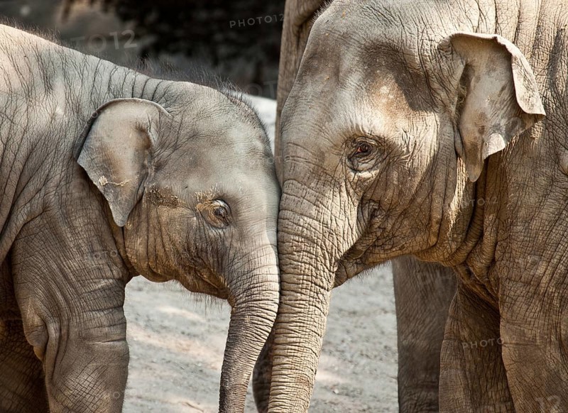 Young Asian elephants (Elephas maximus)