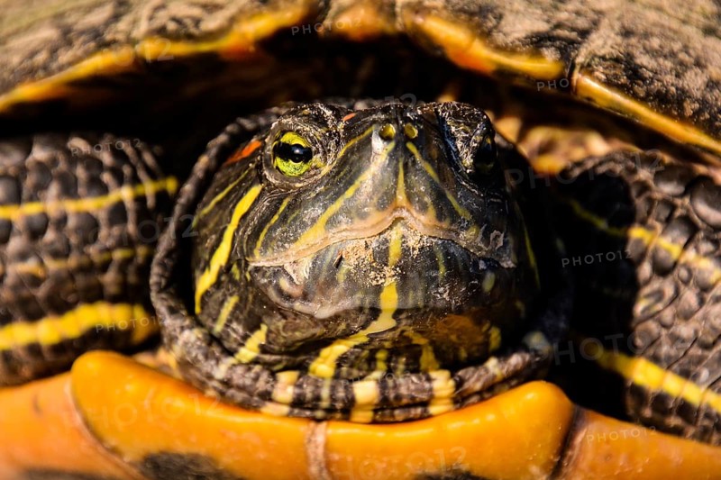 Photo Picture of Red Eared Terrapin Trachemys Scripta Elegans Tortoise
