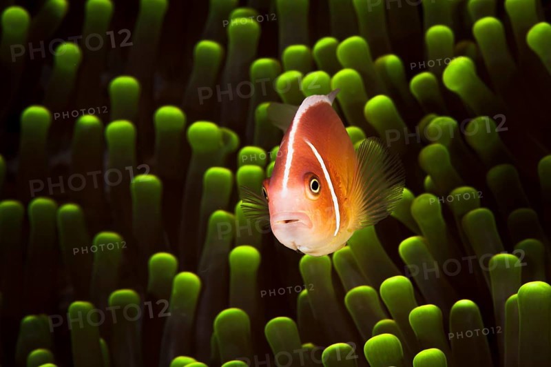 A picture of a beautiful anemone and it's Clown fish