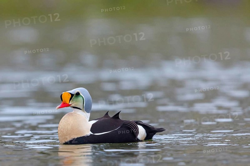 Common eider, (Somateria spectabilis), male, drake, Norway, Spitsbergen, swimming in the water, Longyearbyen, Svalbard / Spitsbergen, Norway, Europe