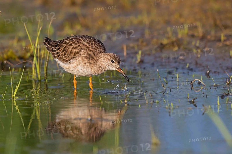 Ruff, Philomachus pugnax, Combattant varié, Chevalier combattant, Combatiente Lesbos, Greece, Europe