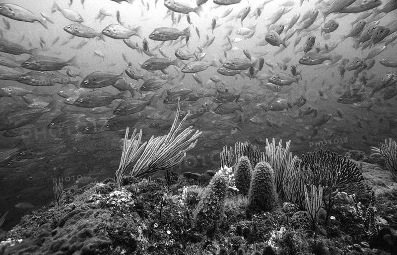 Coral reef, South Africa, Port Elizabeth, Ibhayi, Madiba Bay, Indian Ocean, Africa
