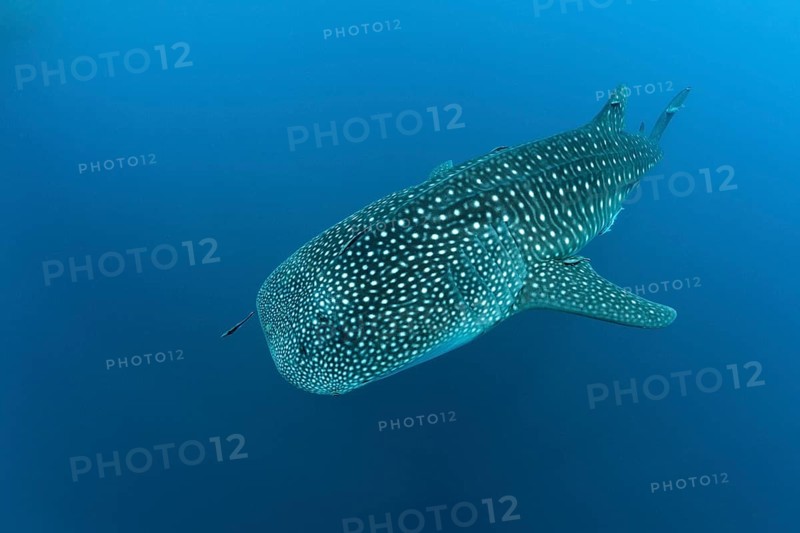 Whale shark, Rhincodon typus, Richelieu Rock, Andman Sea, Thailand, Asia