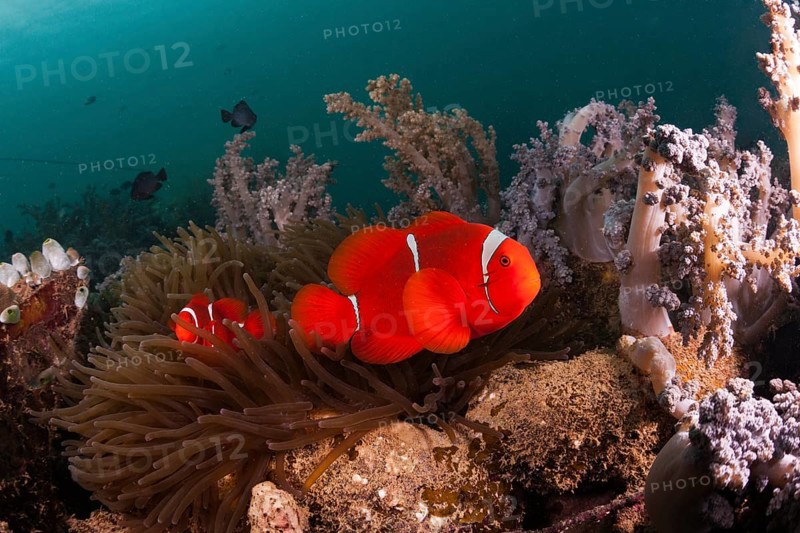 Anemonefish at the Lockheed P-38 Lightning Fighter aircraft wreck, Marovo Lagoon, Solomon Islands, Oceania