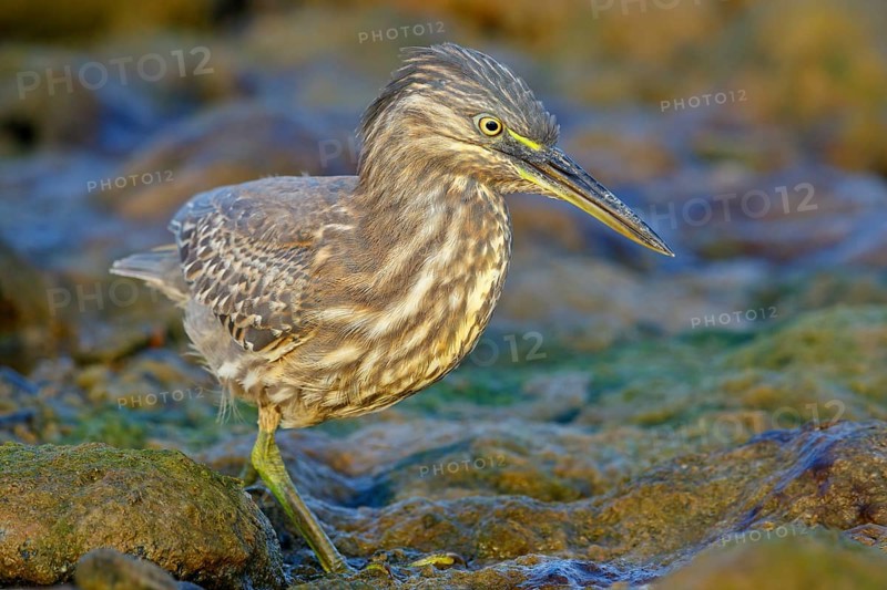 Animals, birds, heron, mangrove heron, (Butorides striatus), foraging in biotope, Quarayyat, Muscat, Muscat, Oman, Asia