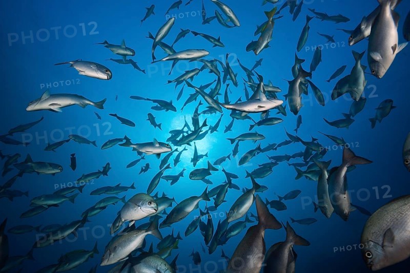 Shoal of bluegill, Kyphosus analogus, San Benedicto, Revillagigedo Islands, Mexico, Central America