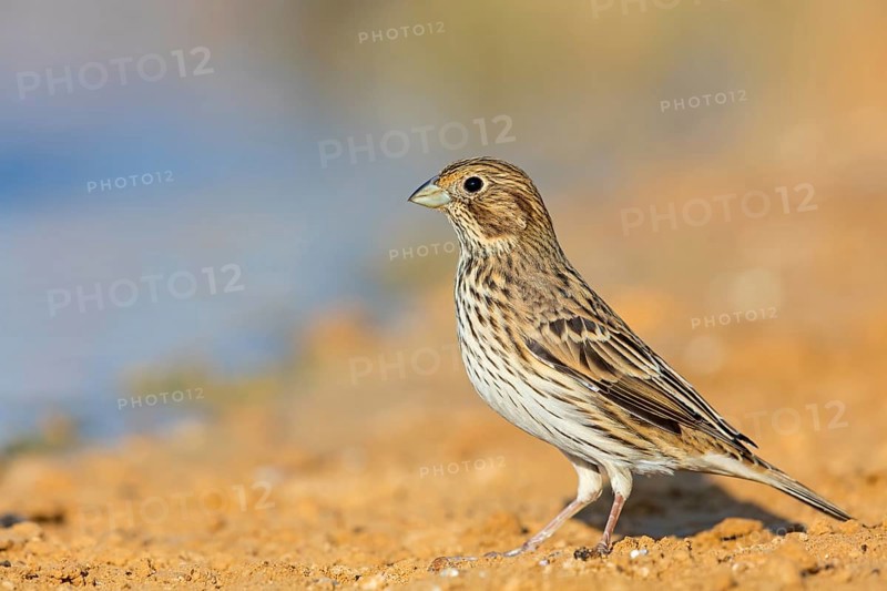 Corn bunting, (Emberiza calandra), bunting, animals, birds, bunting family, Celias Waterhole, Ezuz, HaDarom, Israel, Asia