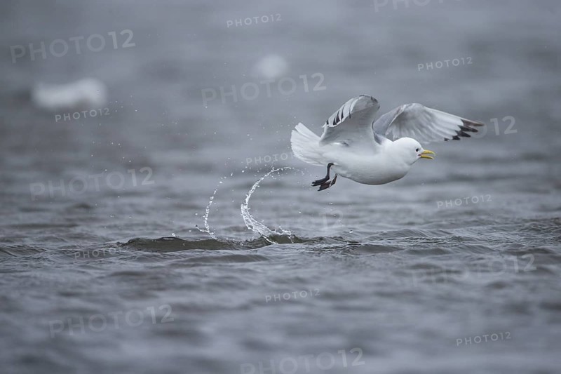 Black-legged kittiwake (Rissa tridactyla)