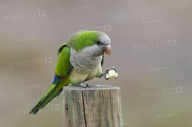 Monk parakeet, snacking (Myiopsitta monachus)