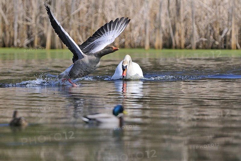 Mute swan and grey goose (Anser anser, Cygnos olor)