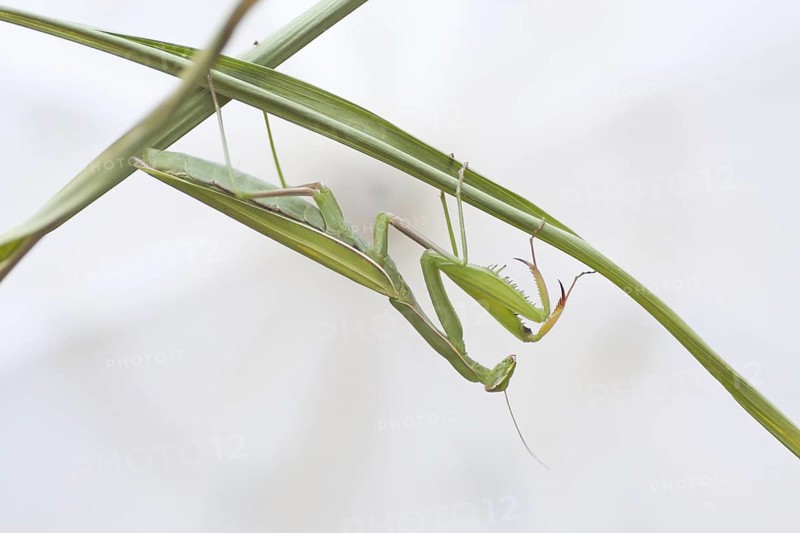 Praying mantis (mantis religiosa)