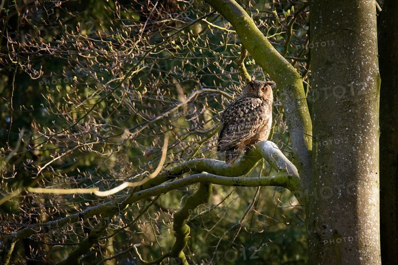 Eurasian Eagle-owl - adult animal (Bubo bubo)