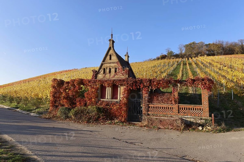 Vineyards in Autumn, View from the Wartberg, Heilbronn, Baden-Württemberg, Germany, Europe