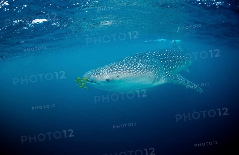 Whale shark with pilot fish, Rhincodon thypus, Maldives, Indian Ocean, Meemu Atoll, Asia