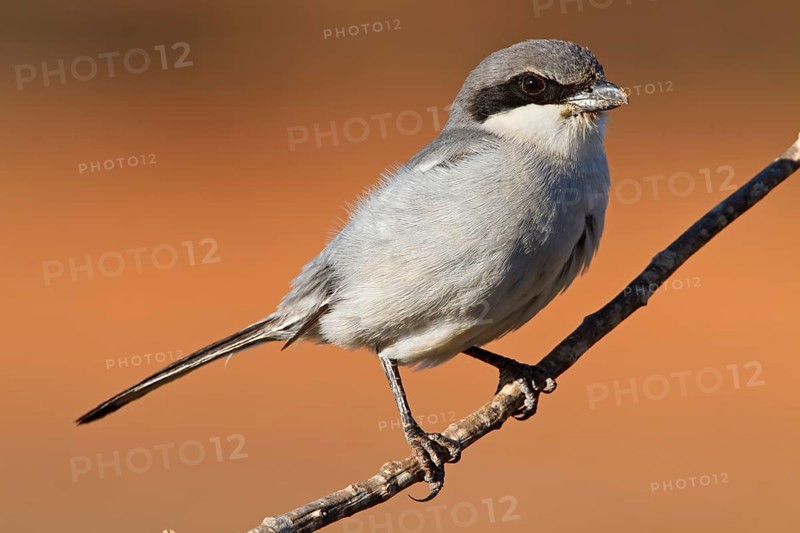 Mediterranean Grey Shrike, Mediterranean Grey Shrike, Great Grey Shrike, (Lanius excubitor meridionalis), Lanius merdionalis koenigii, Lanius meridionalis, Iberian Grey Shrike, perch, Fuerteventura, Spain, Europe