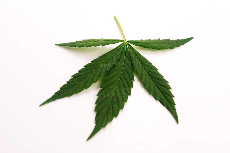 Cannabis leaf, marijuana leaf isolated on white