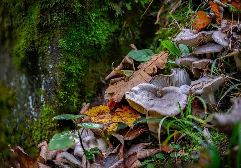 White mushrooms and autumn leaves spread over a moss-covered forest floor, Perlbachtal, Lower Bavaria