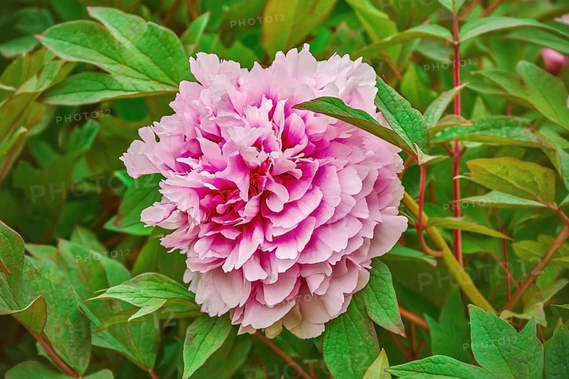 Pink Flower among the Green Leaves Szekesfehervar, Hungary, Europe
