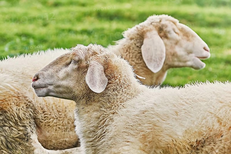 White Sheeps Resting on the Slope of a Hill Obermaiselstein, Germany, Europe