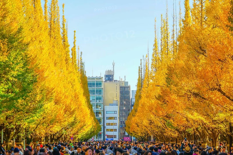 Ginkgo Shrine outer garden ginkgo row of trees. Shooting Location: Tokyo metropolitan area
