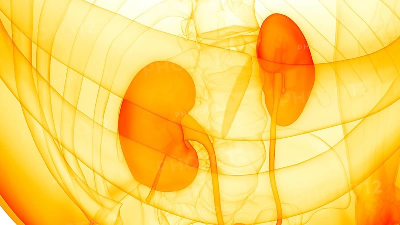 3D Illustration Concept of Human Urinary System Kidneys Anatomy