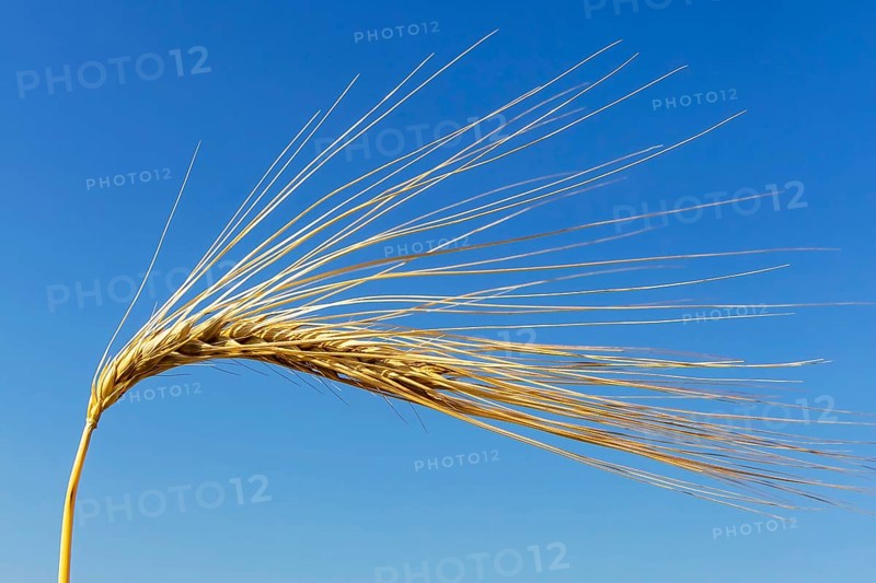 Barley field in front of harvest, barley, ear, ears, cornfield, food, cornfield, Austria, Europe