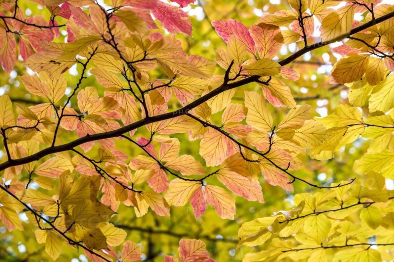 Persian ironwood (Parrotia persica), Treptower Park, Berlin, Berlin, Germany, Europe