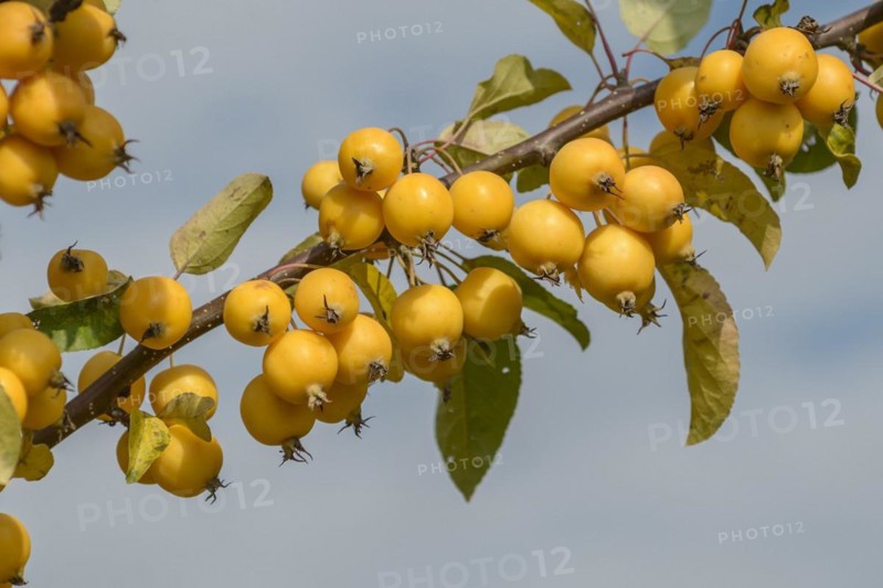 Ornamental apple (Malus 'Golden Hornet'), Bavarian State Institute for Viticulture and Horticulture, Veitshöchheim, Bavaria, Germany, Europe