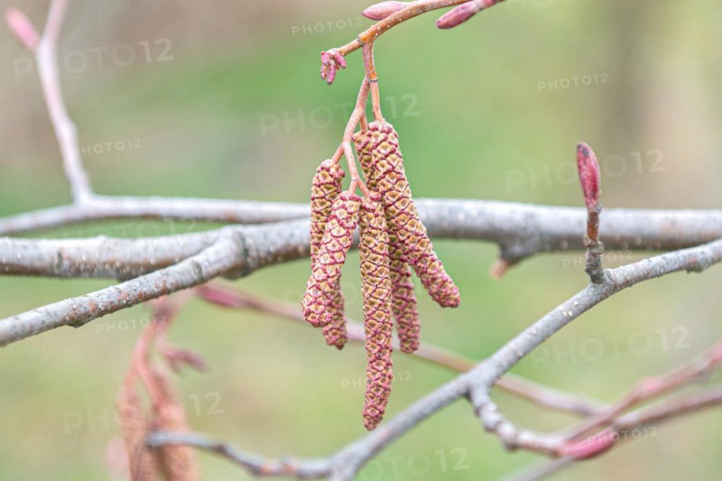 Red alder (Alnus rubra), Tharandt Forest Park, Germany, Europe