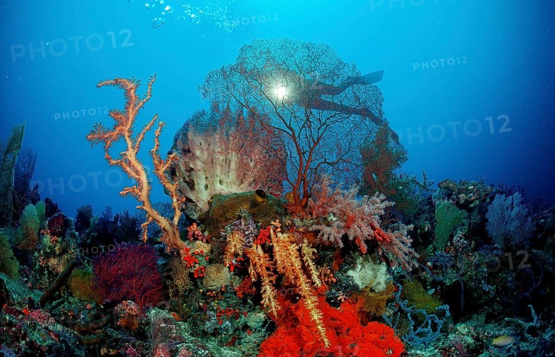 Diver and coral reef, Indonesia, Wakatobi Dive Resort, Sulawesi, Indian Ocean, Banda Sea, Asia