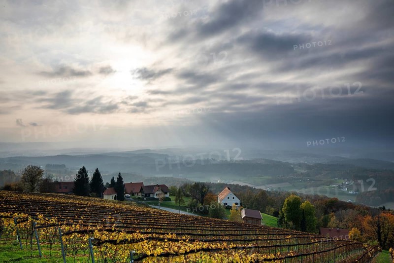 Autumn atmosphere, sunlight breaking through clouds, foliage colouring in the vineyard, St.Andrä-Höch, Sausal, Styria, Austria, Europe