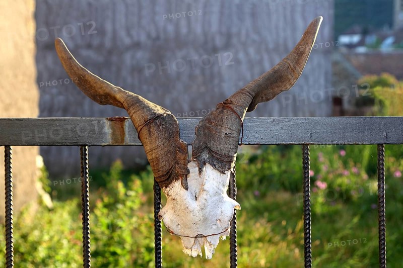 Goat horn fertility symbol metaphor tied on entrance fence door