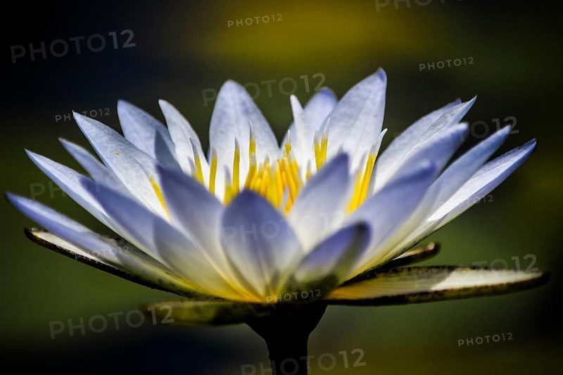 Close-up of Water Lily (Nymphaeaceae) with white leafs and green blurry background