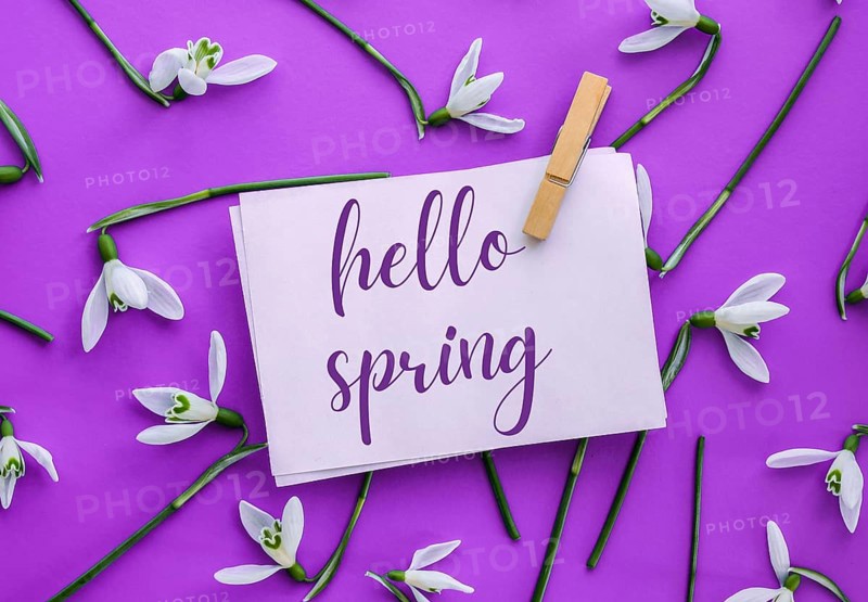 Greeting card text HELLO SPRING lettering with snowdrop flowers. Early spring flowers. Springtime. Fresh bouquet. Message